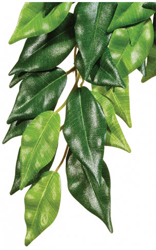 

Рослина шовкова Hagen Ficus Large (015561230506)