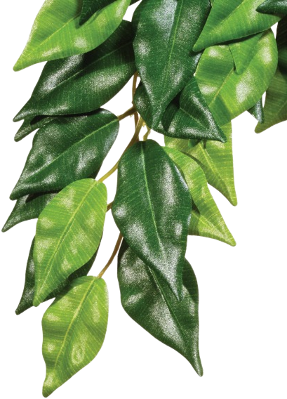 

Растение Hagen Ficus Medium (015561230407)