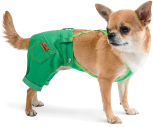 

Брюки для собак Pet Fashion АРНИ XS-2 зеленые (4823082410446)