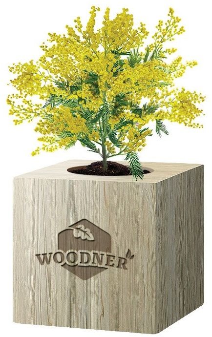 

Экокуб Woodner Зелёный Питомец Солнечная мимоза