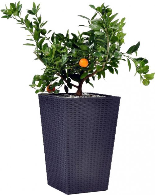 

Горшок для растений Keter Medium Rattan Planter Серый (7290103659288)