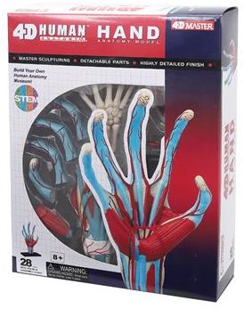Акція на Об'ємна анатомічна модель 4D Master Рука людини FM-626009 від Y.UA